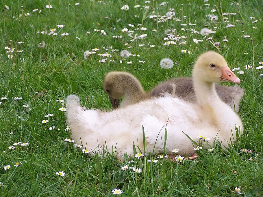 geese, daisies, meadow, yellow, blossom, bloom, white, grass, plant, bird