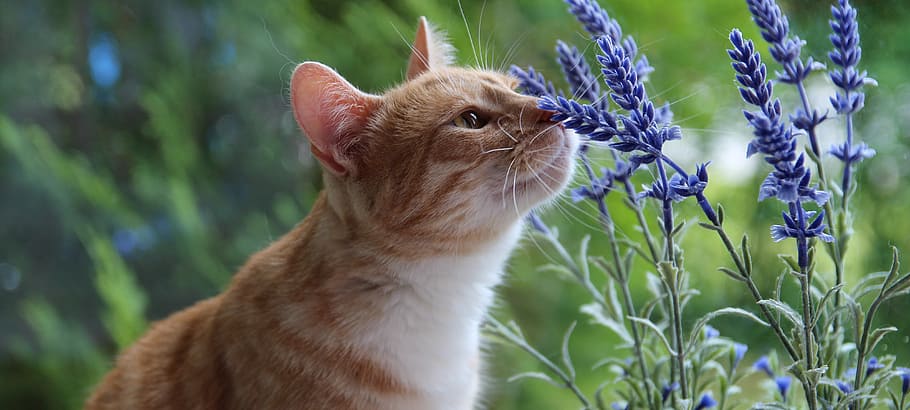 Salvia, Tabby, cat, sniffing, lavender, flowers, animal, animal themes, mammal, one animal