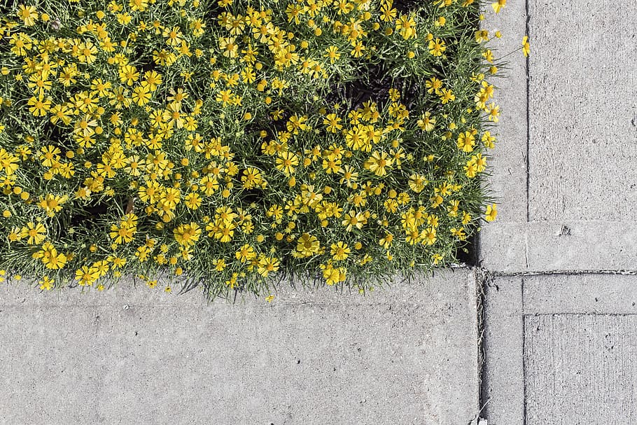 amarelo, flores de áster, cinza, concreto, pavimento, áster, flores, urbanas, natureza, preguiçoso