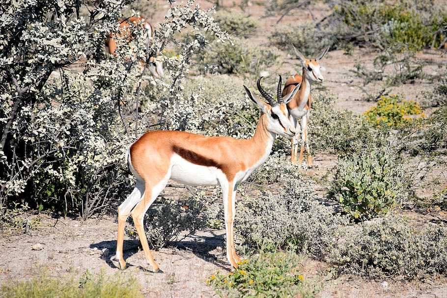 springbok, antelope, etosha, safari, africa, wild, wildlife, animal, park, travel