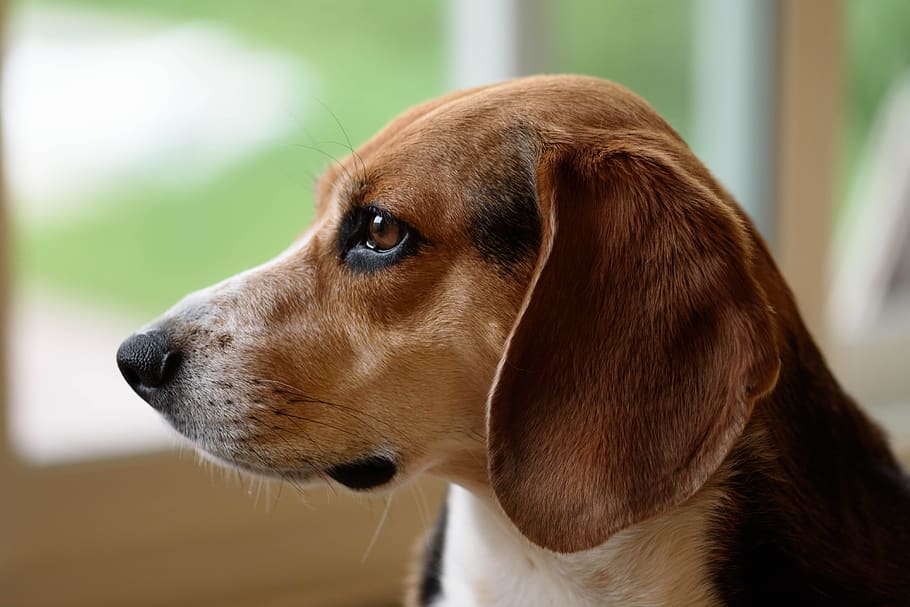 cachorro, beagle, animal de estimação, orelhas, animal, pele, close-up, canino, companheiro, cachorrinho