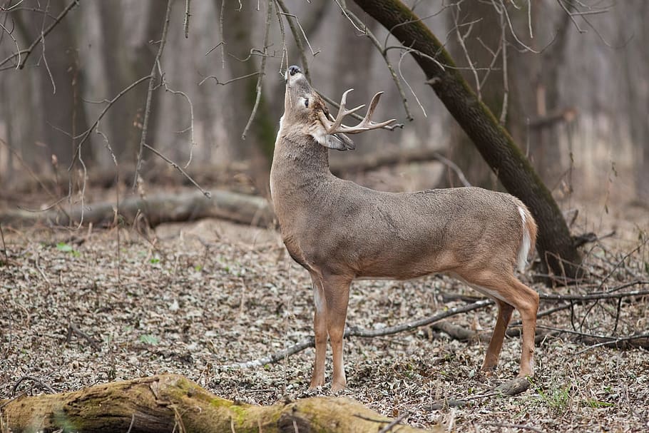 selective, focus photography, brown, deer, tree, white tailed deer, buck, antlers, wildlife, nature