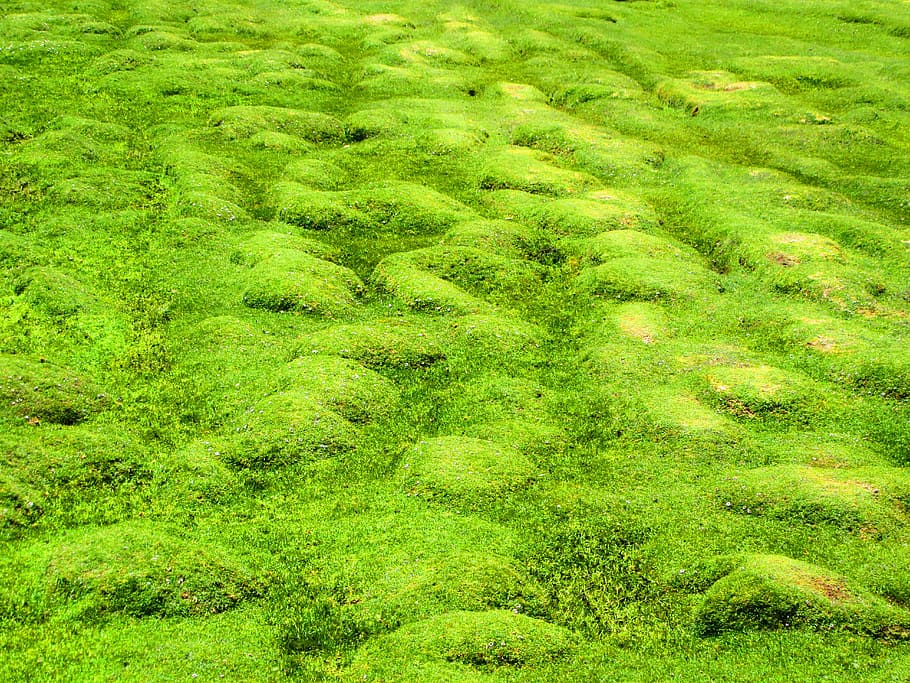 rumput, hijau, padang rumput, alam, lembut, rumput hijau, lumut, halus, tanaman, berair