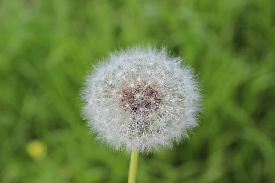 Появление растения одуванчика с белым соцветием. White pollen. Трава с черной пыльцой в Узбекистане.