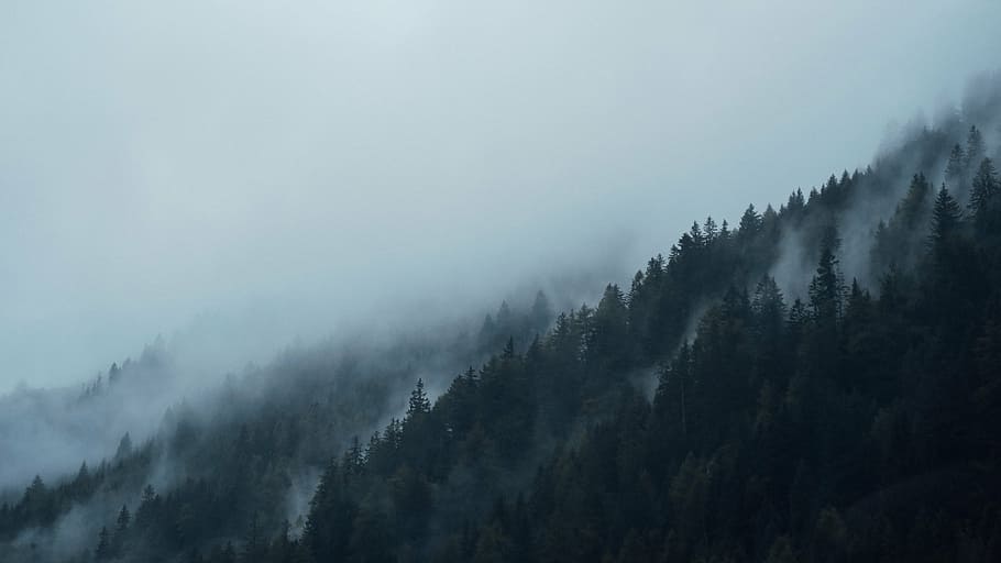 aerial, photography, foggy, mountain, conifers, dark, fir trees, fog, forest, hazy