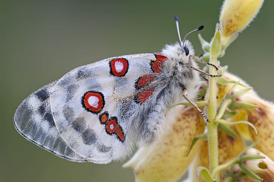 close-up photography, white, red, butterfly, yellow, petaled flower, apollo, apollofalter, parnassius apollo, knight