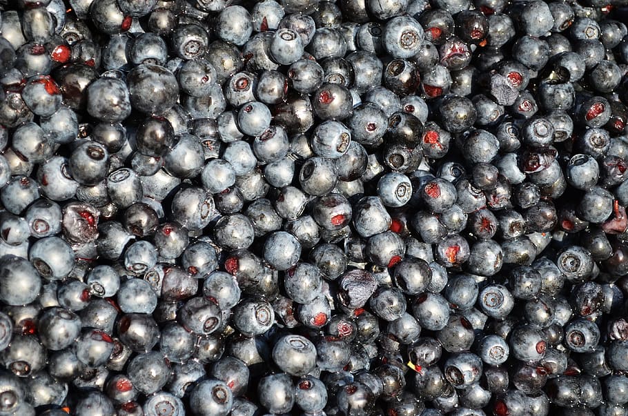 close-up photography, Blueberries, Fruit, Bilberry, Jagoda, season, mature, blue fruit, nature, berries