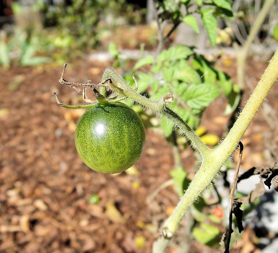 green tomatoe, garden, wild shrub, edible fruit, gree, fruit, prickly gooseberry, plant, green color, food and drink