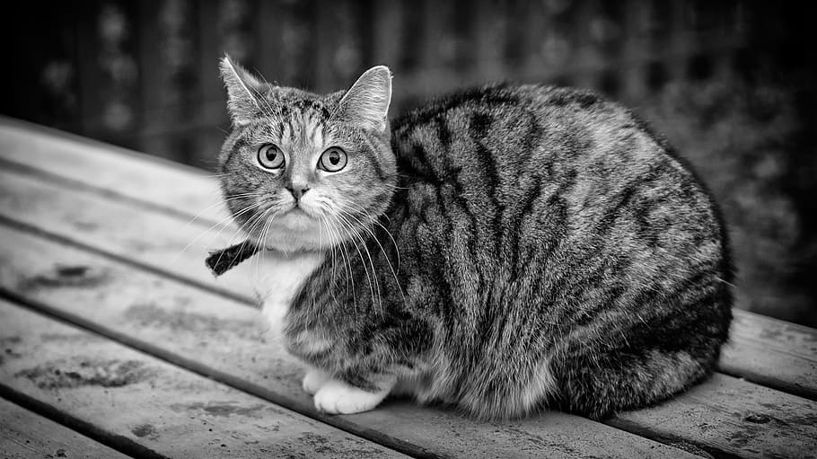 fotografía en escala de grises, atigrado, gato, blanco y negro, animal, nacional, mascota, mirando hacia arriba, adorable, pelaje
