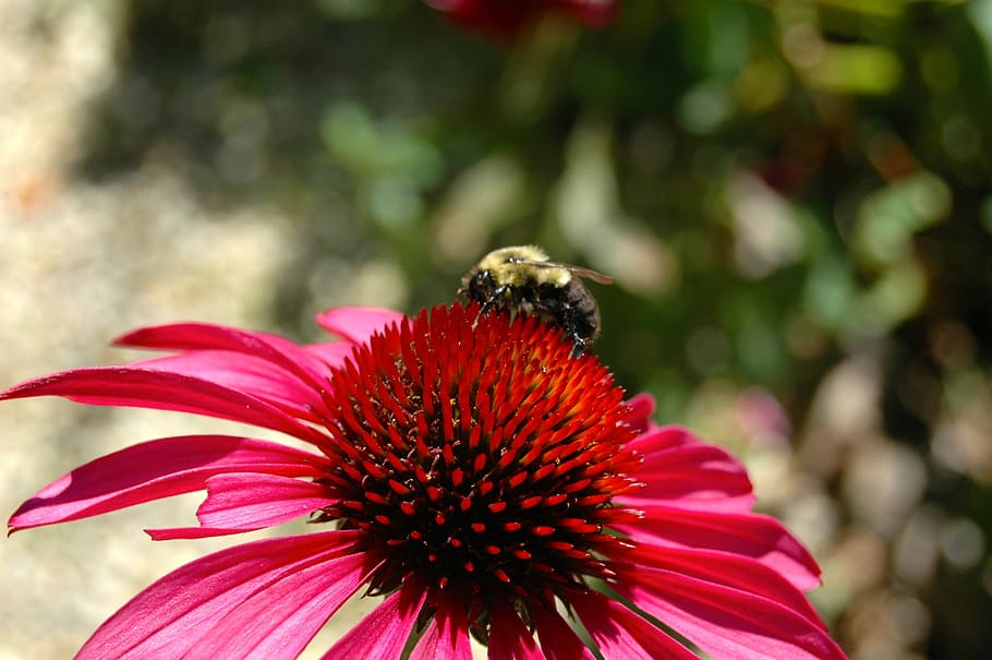 Flor, rosa, abejorro, abeja, rojo, floral, primavera, floración, polen, polinización