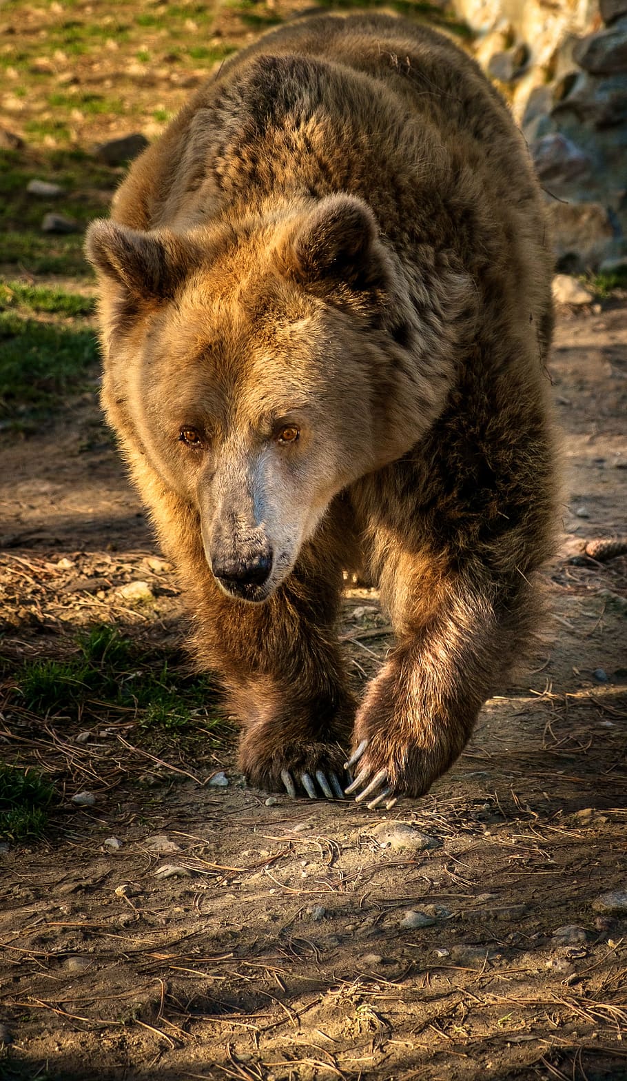 fotografi jarak dekat, beruang, berjalan, siang hari, beruang coklat, hewan, mamalia, omnivora, tema binatang, margasatwa