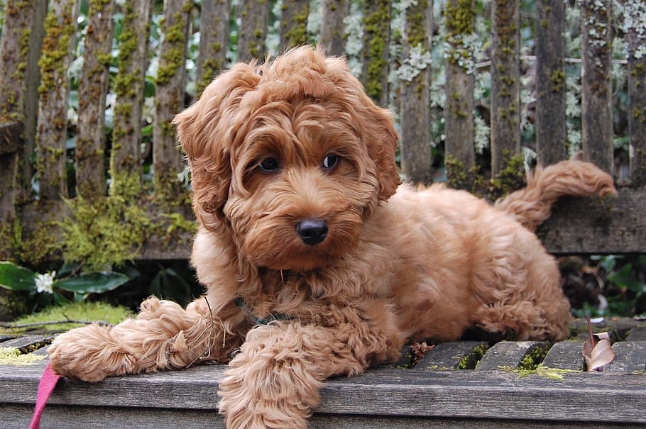 puppy, bench, mossy, labradoodle, australian labradoodle, obedient, adorable, pet, dog, expression