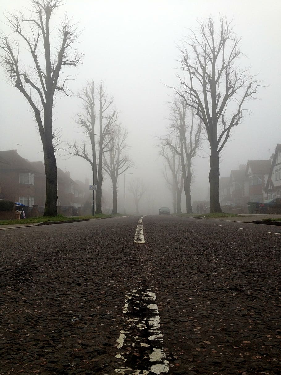 white, line, concrete, road, bare, trees, surrounded, fog, street, foggy