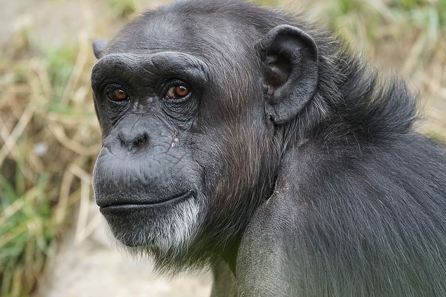 close-up photo, black, monkey, Chimpanzee, Mammal, Dangerous, one animal, animal wildlife, animals in the wild, animal