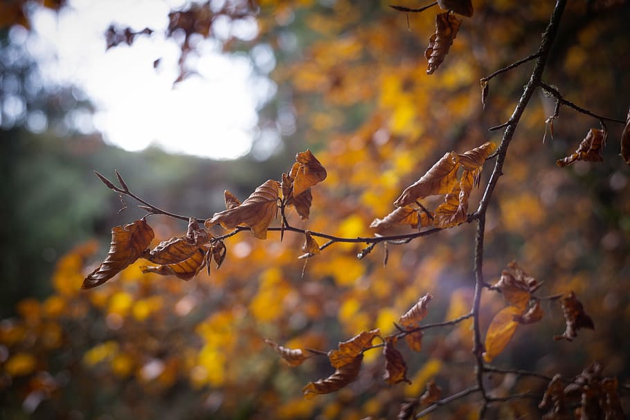 outono, árvore, ramo, folhas, colorido, desbotado, estação, época do ano, ramos, marrom