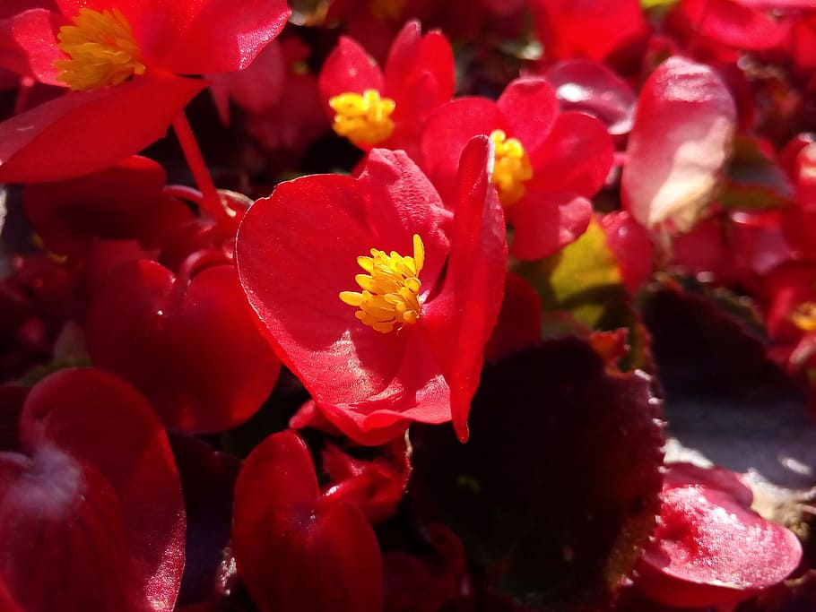 red, flower, begonia, flower bed, flowering plant, plant, freshness, beauty in nature, petal, vulnerability