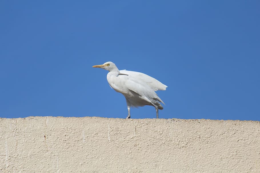 Cattle Egret, Roof Top, Bird, egret, white, sky, blue, perching, one animal, animal wildlife