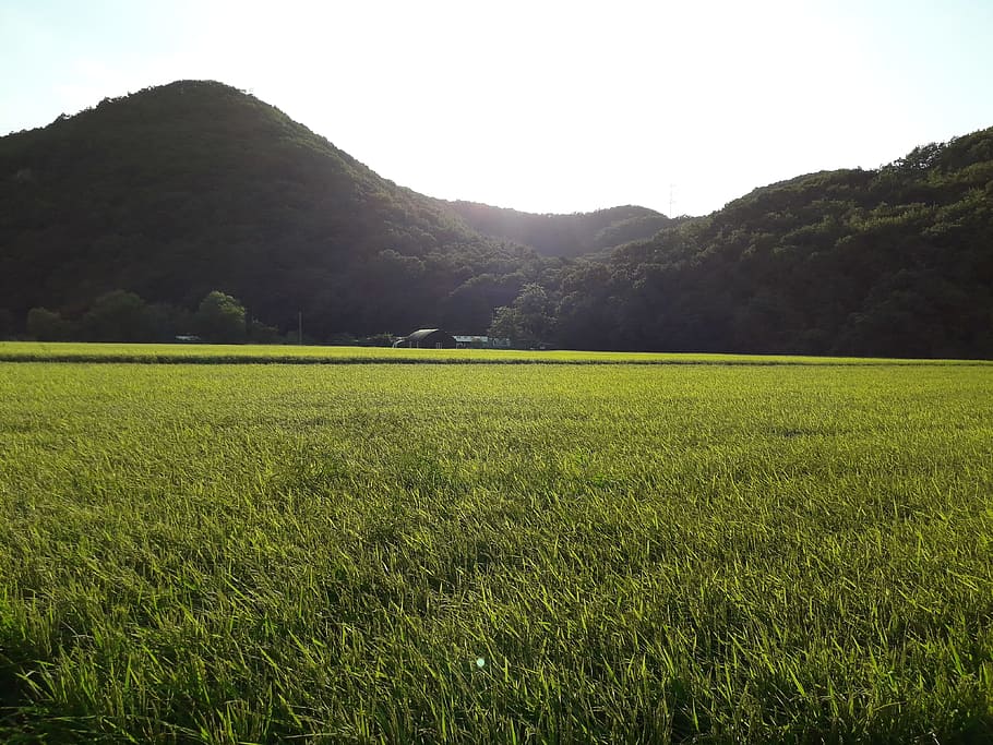 Поля ч. Rice Country.