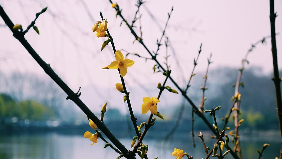 west lake, the scenery, flower, robinia pseudoacacia, flowering, tree, plant, flowering plant, growth, fragility