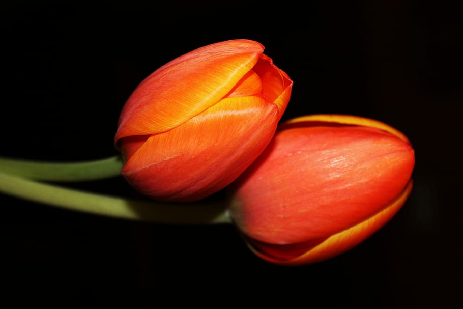 two, orange, tulip flowers close-up photo, Tulip, flowers, close-up, tulips, night flower, floral, flower