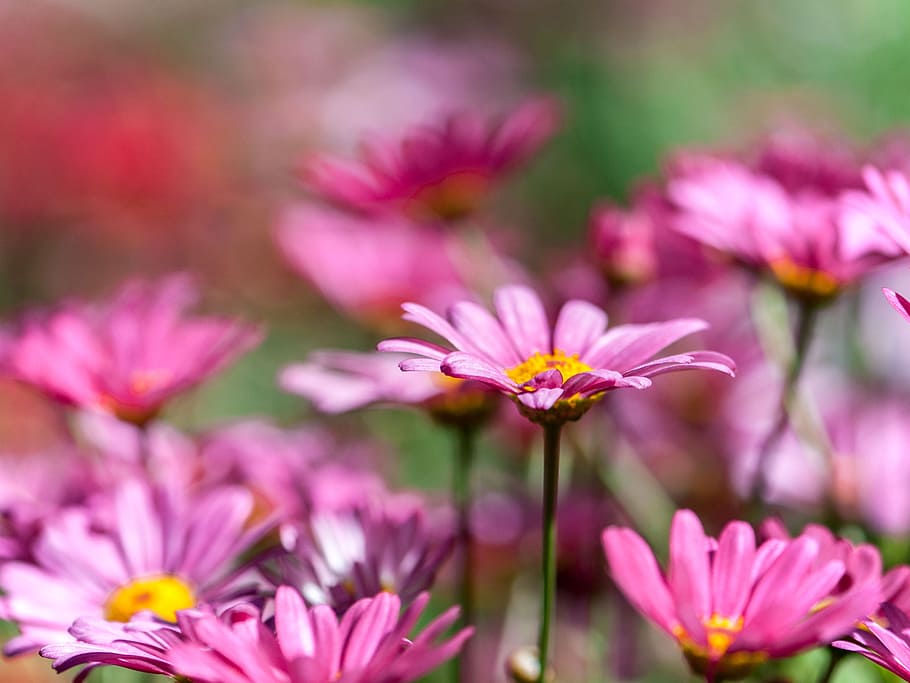 chrysanthemum, pink, many wings, tansy, flower, flowering plant, freshness, plant, pink color, beauty in nature