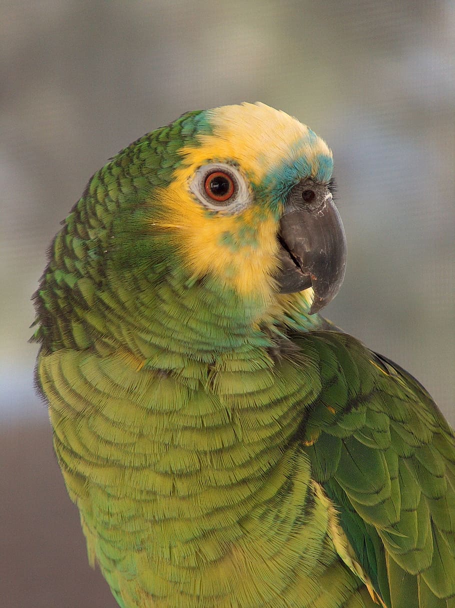 verde, papagaio, tiro com foco raso, papagaio dianteiro da amazônia azul, retrato, pássaro, tropical, colorido, empoleirar-se, exótico