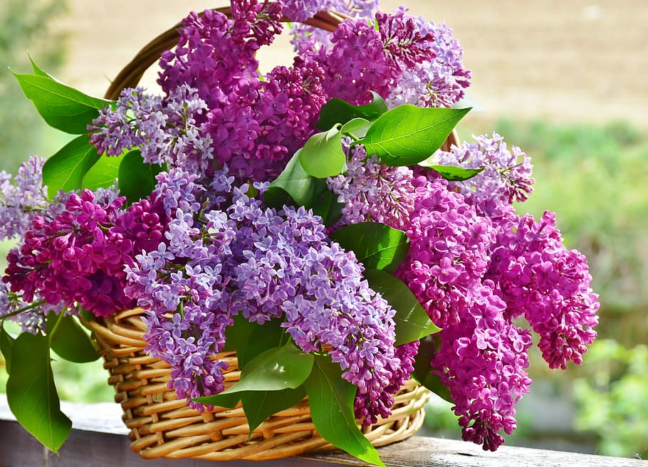 purple, petaled flowers, basket, lilac, flower basket, flowers, plant, nature, lavender, floral