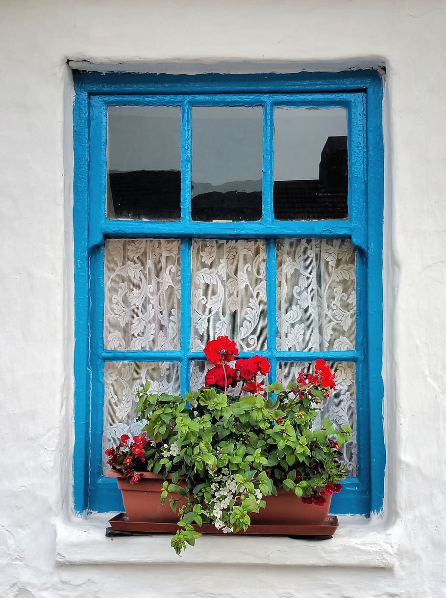 velho, irlandês, casa de campo, janela, plantador, flor, decoração, gerânio, hera, azul