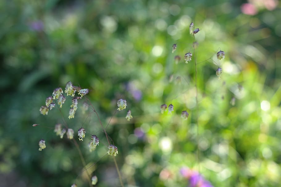 bokeh photography, green, leafed, plants, quaking grass, briza media, grass, ordinary, licorice, poaceae