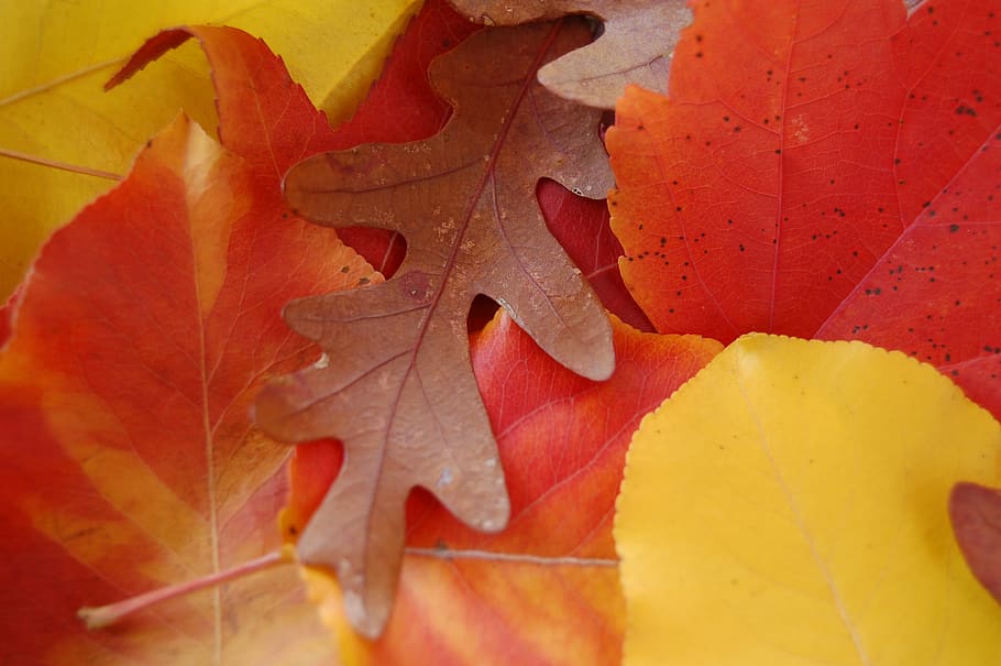 leaves, autumn, fall, maple, acorn, plant part, leaf, change, close-up, orange color