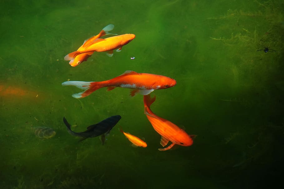 Garden Pond, Cold, H2O, Goldfish, Fish, water, light, shadow, red, white