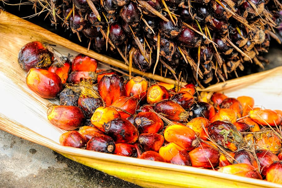 red, orange, palm fruits, husk, palm, oil, fruit, background, ripe, produce