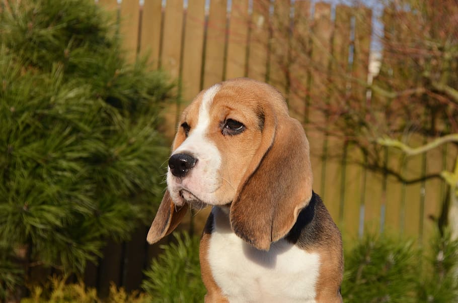 adult beagle, next, green, leafed, plants, dog, animal, mammal, cute, canine
