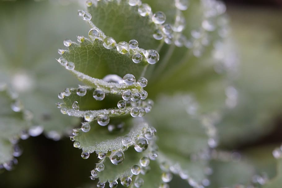 close-up photo, water, drops, frauenmantel, dew, dewdrop, decorated, drip, drop of water, edge