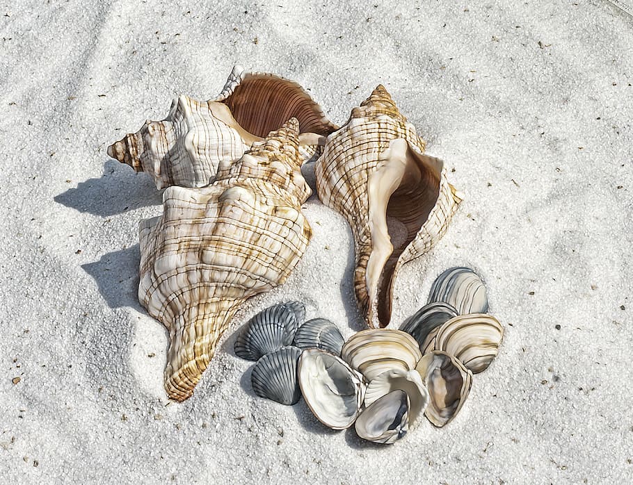 four, brown-and-white conch shells, assorted, scalloped, top, brown, sand, white, conch shells, on top