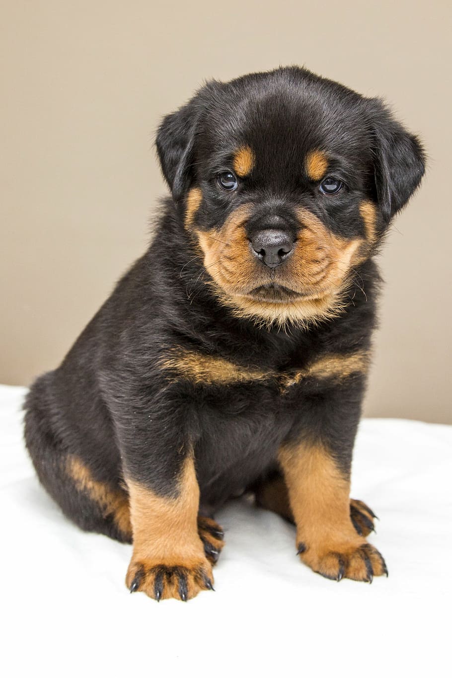 shallow, photography, black, mahogany rottweiler puppy, rottweiler, puppy, sweet, dog, animals, dogs