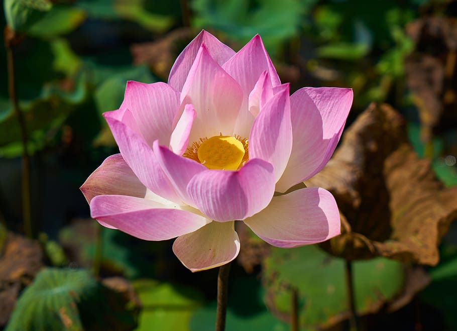tutup, melihat, warna merah muda, bunga multi-kelopak, lotus putih, bunga lotus, lotus, bunga, alam, indah