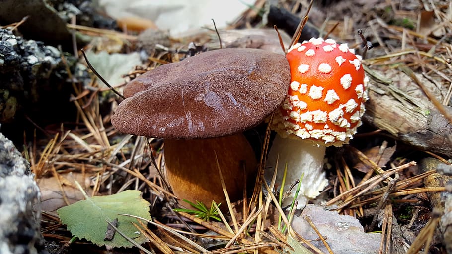 mushroom, fly agaric, autumn, forest, mushroom picking, close, nature, cap, forest floor, neighbor