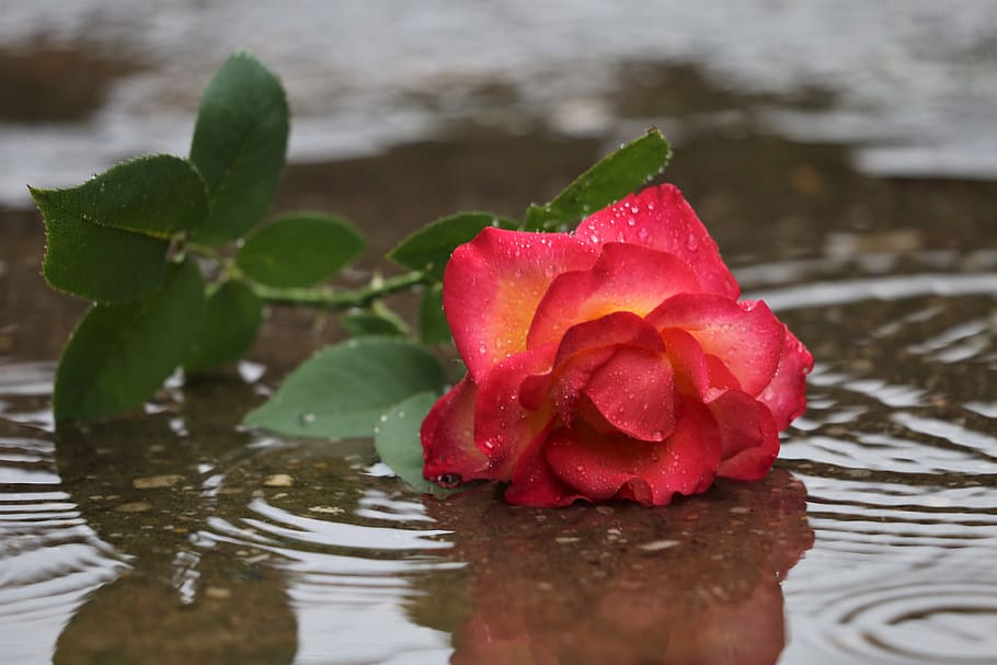 red yellow rose in rain, lost love, left in silence, water drops, reflection, waves, evening, rose alinka, nature, outdoor