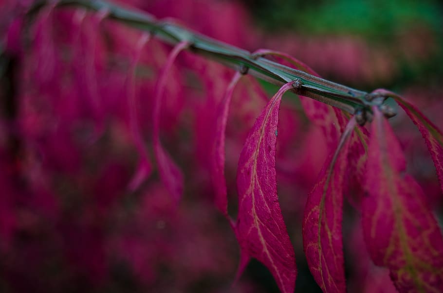 leaf, stem, plant, nature, pink, blur, close-up, selective focus, growth, pink color