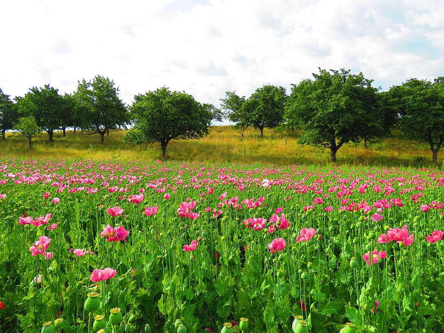 foto del paisaje, rosa, campo de flores de amapola, durante el día, amapola, flor, floración, mohngewaechs, flor de amapola, cápsula de amapola