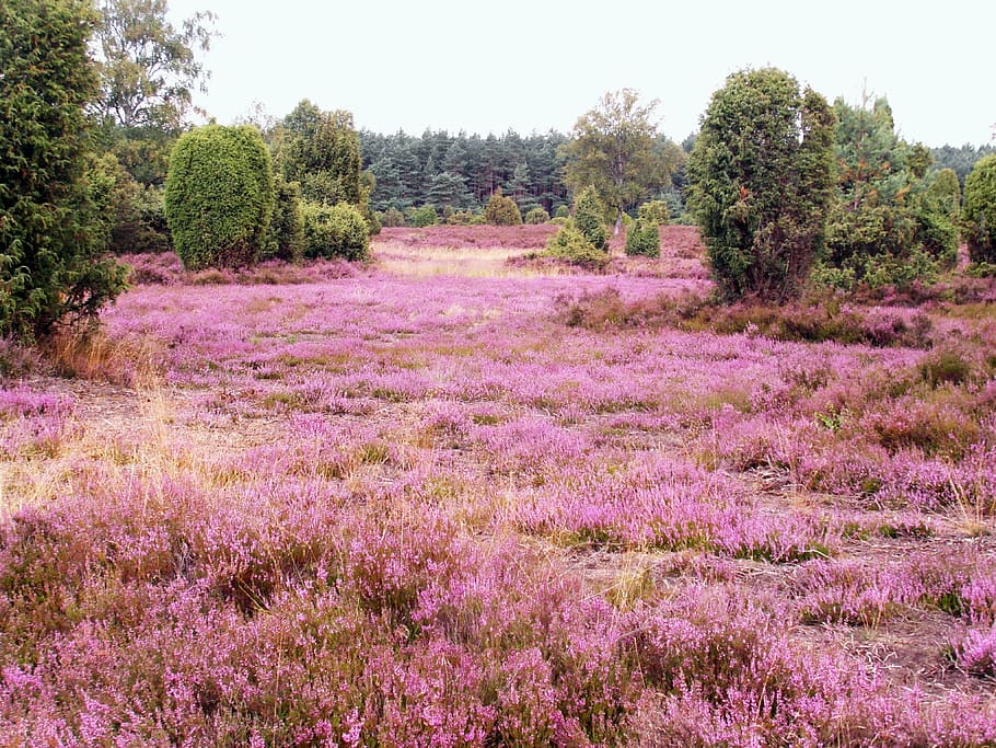 field, pink, flowers, forest, heide, heather, august, lüneburg, heathland, plant