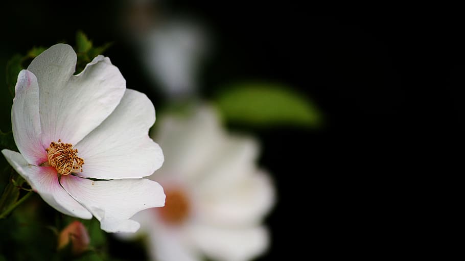 selektif, fotografi fokus, putih, bunga petaled, mawar, latar belakang hitam, kemurnian, mawar putih, kontras, bunga kecil