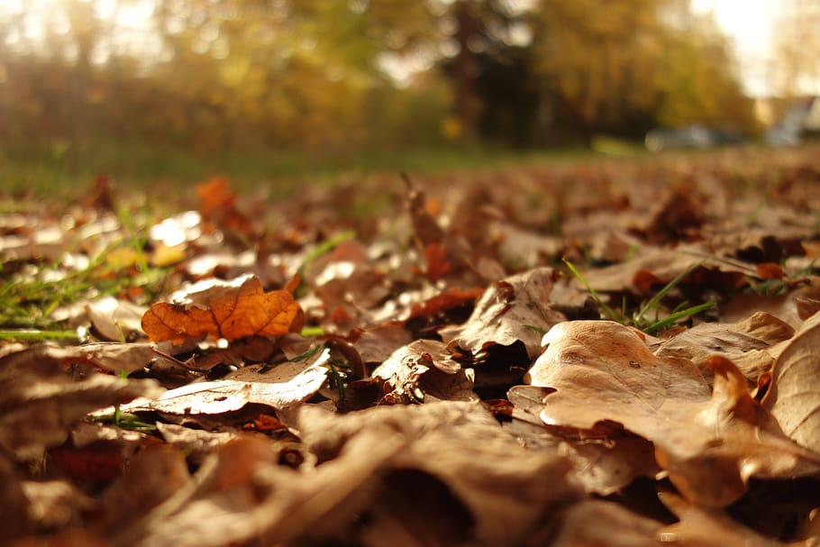 leaves, withered, nature, autumn, brown, leaf, plant part, dry, change, selective focus