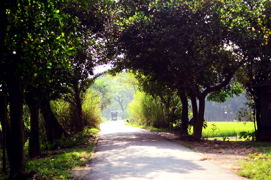 road, bangladesh, mymensingh, village, forest, country, landscape, travel, tree, plant