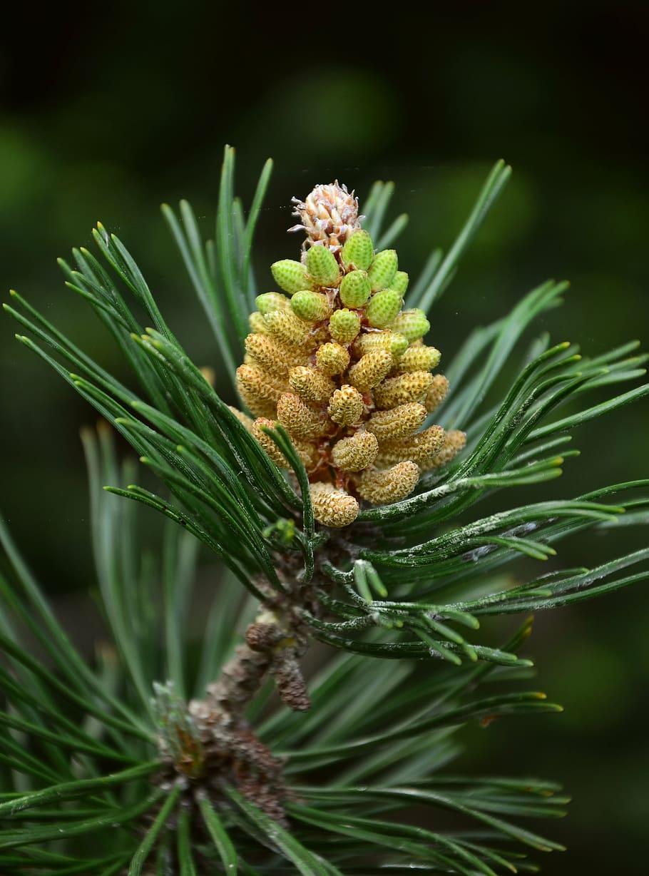 pine, mountain pine, pinus mugo, pine needles, pine cones, branch, tree, forest, conifer, plant