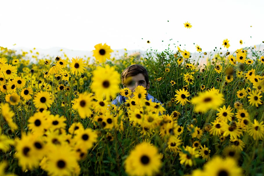 homem, cercado, amarelo, flores, natureza, girassóis, pessoas, escondendo, cara, millenials