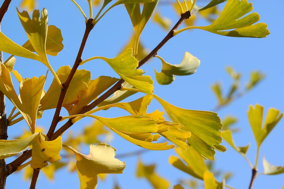 ginkgo biloba, ginkgo, hojas amarillas, hojas en una rama, hojas de otoño, otoño, gingko, hoja, planta, crecimiento
