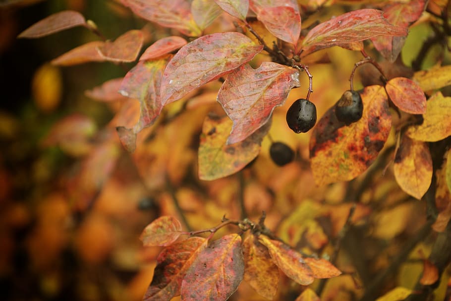 musim gugur, memetik, alam, buah, barberry, closeup, semak, alam musim gugur, september, jeruk