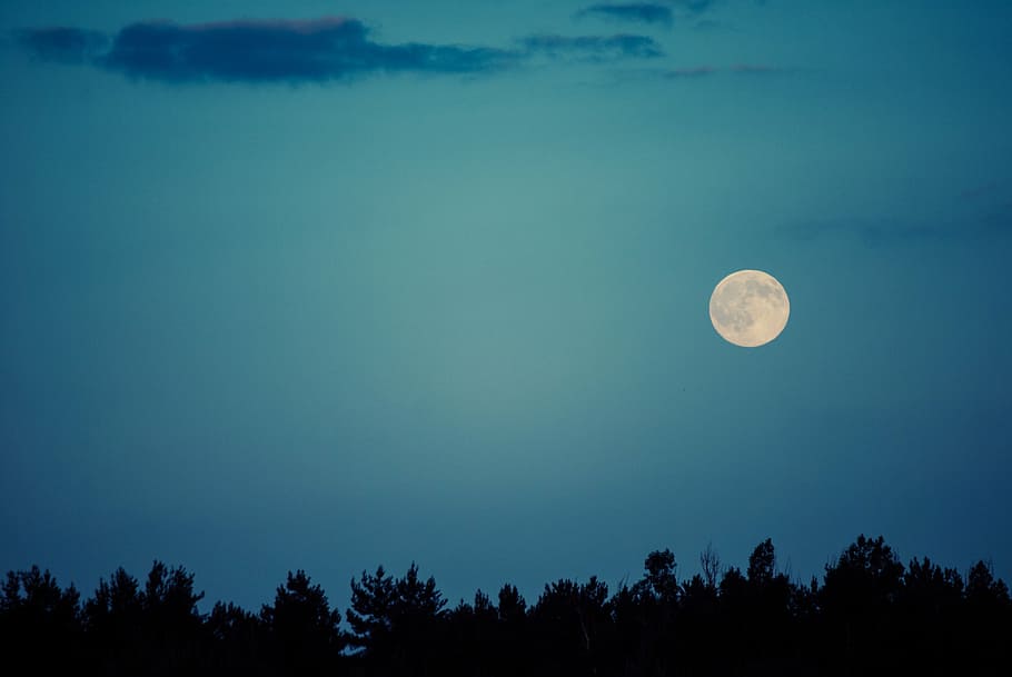 фотография силуэта, Деревьями, ночь, полный, луна, ясно, синий, небо, темно, силуэт